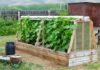 Дачные идеи: как и из чего соорудить простой парник на участке