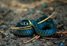 Даже после смерти змеи могут нападать на людей, подтверждающие факты