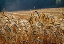 «Хлеб за тысячу» в конце года это не шутка. Под угрозой урожай-2022