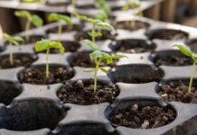 Какие садовые работы во второй половине марта ждут огородников