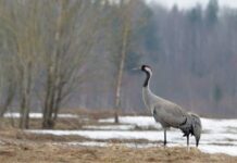 Какой народный праздник отмечают в России 9 марта 2022 года