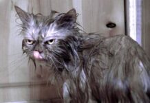 Месть разных знаков зодиака: кто и как реагирует на обиду