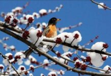 Народный праздник 11 марта: приметы и запреты этого дня