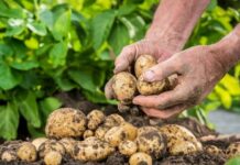Новый сорт гигантской картошки начали выращивать на огородах России