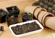 Посев в марте 2022 года: что сеять и какие дни наиболее благоприятные