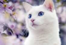 Российских кошек ждут «тяжелые времена»: Запад ввел санкции против кошек и котов РФ