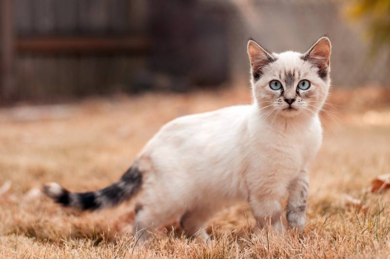 <br />
Российских кошек ждут «тяжелые времена»: Запад ввел санкции против кошек и котов РФ                