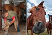 Зачем люди стали подковывать лошадей, если в дикой природе они обходятся без этого