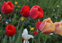 Будут ли выходные с 1 по 10 мая 2022 года: официальный ответ Госдумы РФ