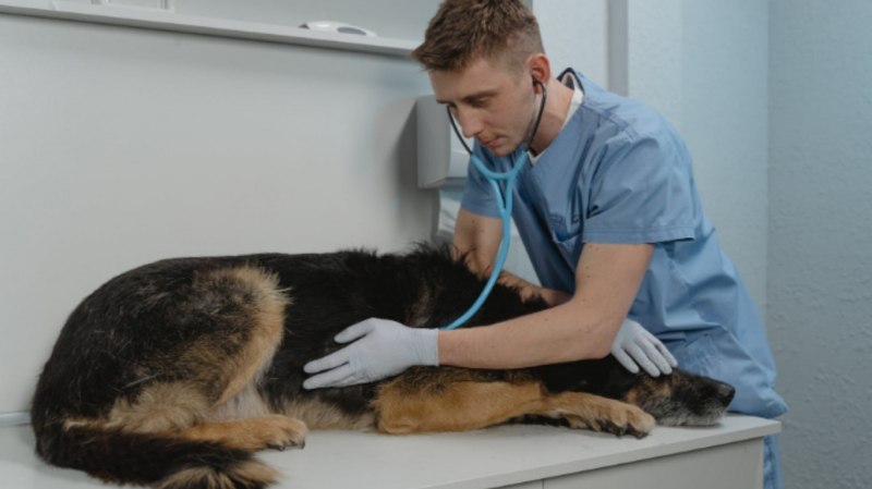 Челябинские ветеринары заговорили о дефиците препаратов