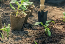 Чем подкормить рассаду, чтобы она окрепла – что учесть перед высадкой рассады в открытый и закрытый грунт