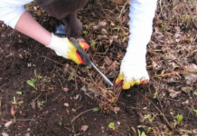 Готовимся к дачному сезону! Весна и клубничная грядка — как правильно подготовить клубнику весной после зимы