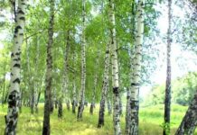 Как на Руси на Берещенье 11 апреля защищали свои дома от молнии