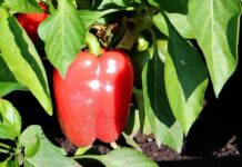 Как подготовить семена сладкого перца в домашних условиях, подготовление семян к посадке, выращивание рассады