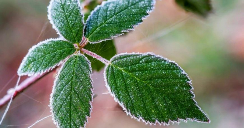 Как защитить растения от заморозков, как их реанимировать после них