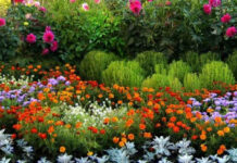Какие цветы посадить на даче на зависть соседям, какой цветок считается самым модным в 2022 году