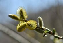 Какой сегодня, 1 апреля 2022, года праздник