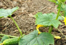 Когда можно сажать первые огурцы по лунному календарю 2022 года, подготовка семян и пикировка рассады