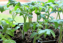 Когда сажать огород в 2022 году: лунный календарь благоприятных и неблагоприятных дней на посадку, уход и сбор урожая в мае, июне, июле, августе – самые главные виды овощей