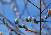 Когда Вербное воскресенье — 17 апреля 2022: кого нужно отхлестать вербой и что говорить. Магические свойства праздничного символа