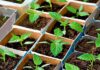 Подкормка азотом и ингибиторами: как продавцы рассады пытаются обмануть покупателей