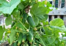 Посадка огурцов: самые удачные даты по лунному календарю в 2022 году