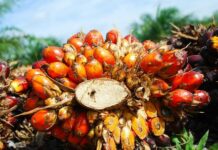 С российских прилавков могут исчезнуть маргарины и спреды