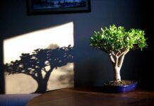 Сажаем денежное дерево правильно: как привлечь в свой дом деньги в Вербное воскресенье