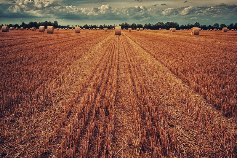 Сельхозпроизводители Приморского края активно сеют ранние зерновые культуры. За неделю они засеяли более половины запланированных площадей.