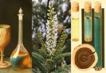 В чем заключался секрет волшебной чаши исцеления, подаренной монахом римскому императору