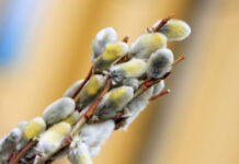 Великолепные поздравительные открытки на Вербное воскресенье