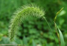 10 простых способов избавиться от сорняков на дачном участке