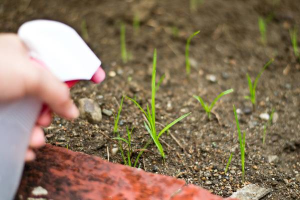 <br />
10 простых способов избавиться от сорняков на дачном участке                