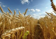 Что категорически запрещено делать в день Мокия 24 мая: можно остаться без жениха и урожая