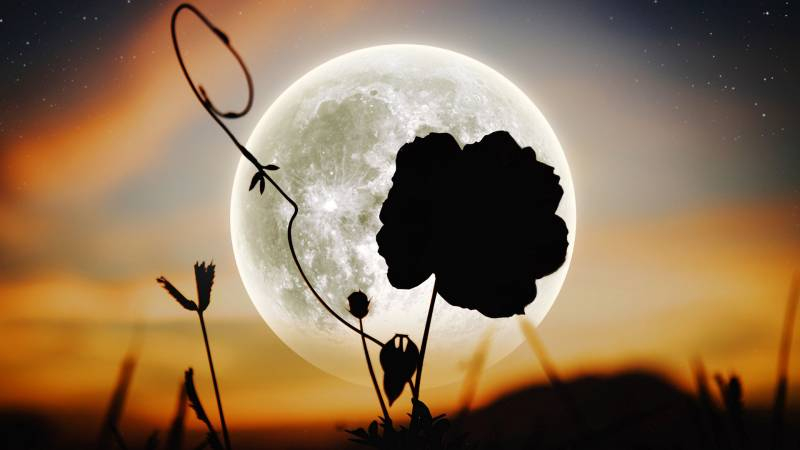 <br />
Цветочная Луна: для кого откроется «белая полоса везения»                