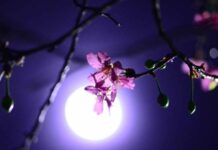 Цветочная Луна: для кого откроется «белая полоса везения»