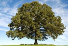 «Дубу поклониться, к осине ни ногой»: каких строгих запретов придерживались в день Федора Овсяника 31 мая