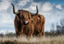 Гороскоп древних славян: что ждать от Златорогого Тура во второй половине 2022 года