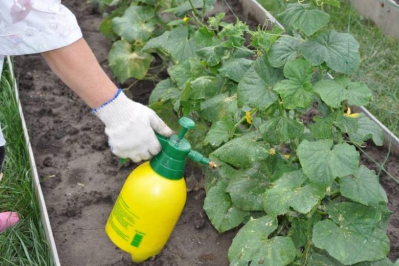 <br />
Как использовать перекись водорода в саду и огороде: проверенный рецепт средства                