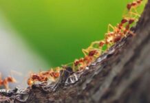 Как «ловчий пояс» может защитить ваши насаждения от насекомых