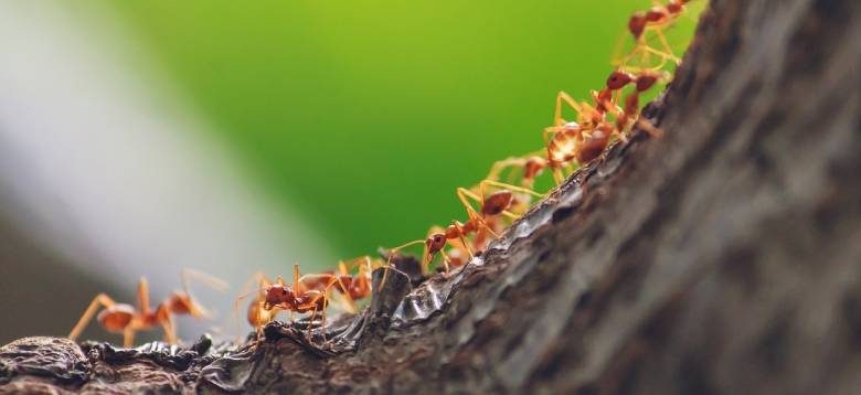 <br />
Как «ловчий пояс» может защитить ваши насаждения от насекомых                