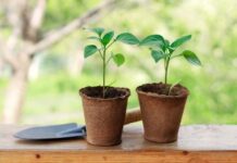 Как помочь рассаде после пересадки в грунт: советы экспертов