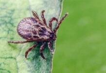 Как удалить клеща своими силами: мнение российского врача