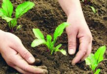 Как вернуть земле плодородие без навоза и подкормок: советы агрономов