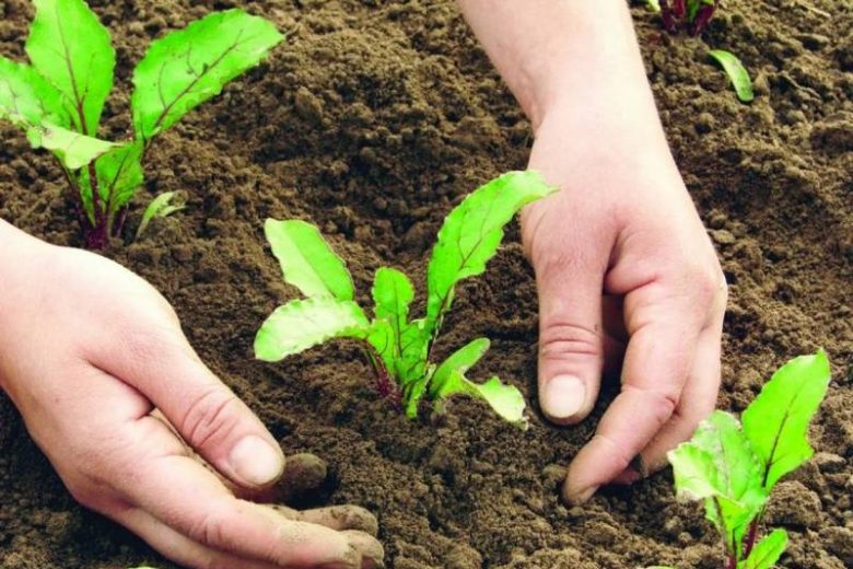 <br />
Как вернуть земле плодородие без навоза и подкормок: советы агрономов                