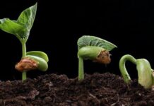 Как восстановить истощённую землю в теплице: несколько эффективных способов