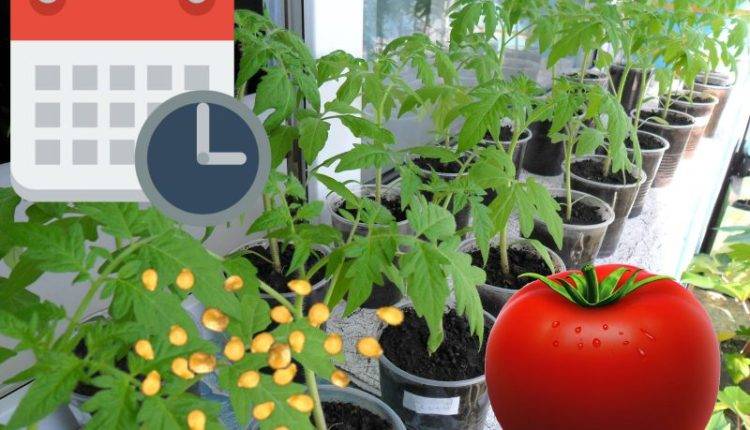 <br />
Как вырастить крупные, сочные и вкусные помидоры в своем огороде                