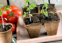 Как вырастить крупные, сочные и вкусные помидоры в своем огороде