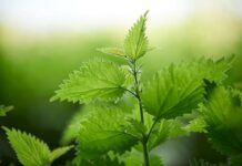 Какие блюда, кроме супа, можно приготовить из молодой крапивы