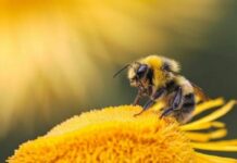 Какой праздник отмечают в разных странах 20 мая 2022 года